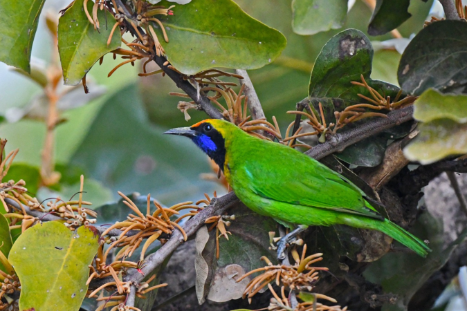Golden-fronted Leafbird by Puneet Dhar - Organikos