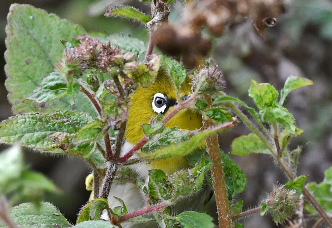 Indian White-eye by Puneet Dhar - Organikos