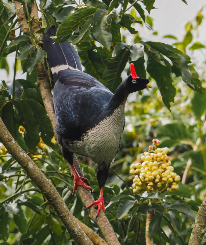 Horned Guan by Daniel Aldana - Organikos