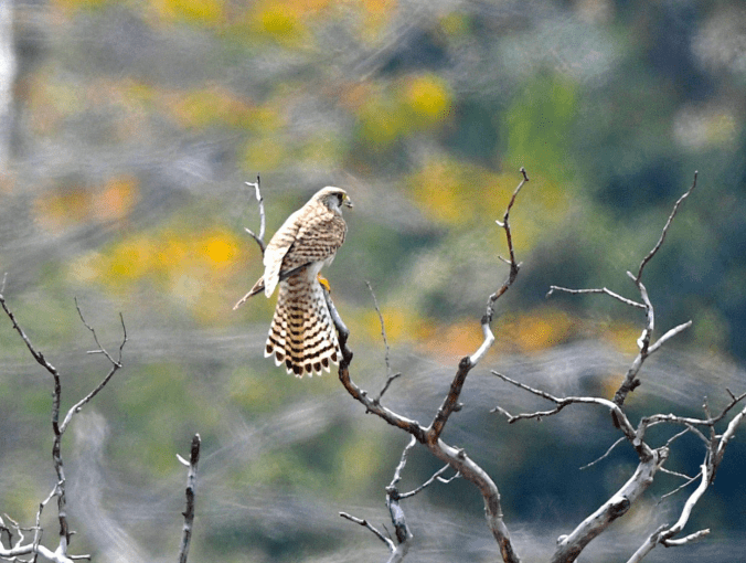 Eurasian Kestrel by Puneet Dhar - Organikos