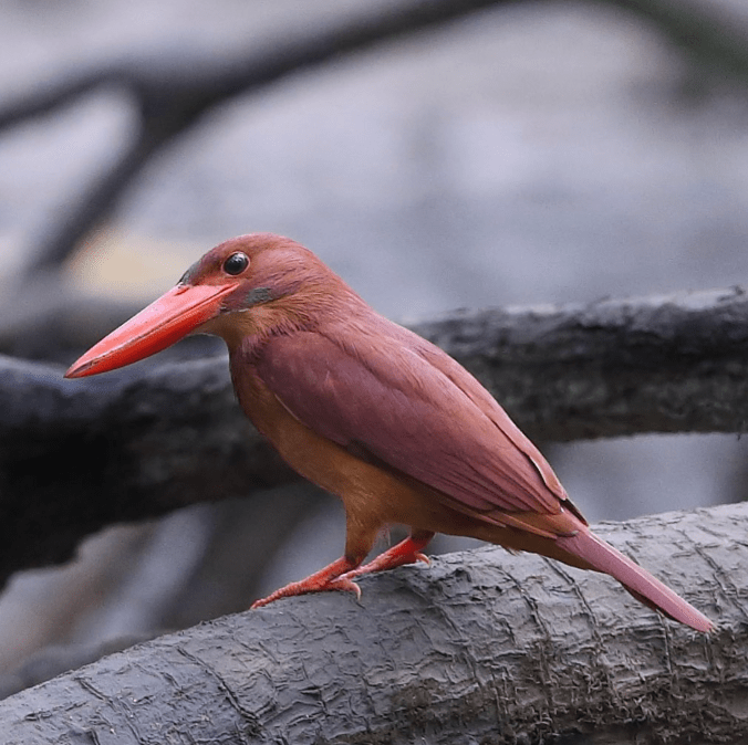 Ruddy Kingfisher by Gururaj Moorching - Organikos