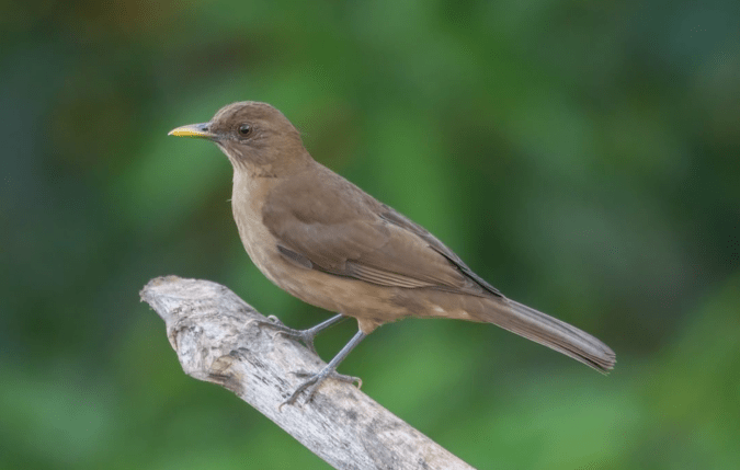 Clay-colored Thrush by Richard Kostecke - Organikos