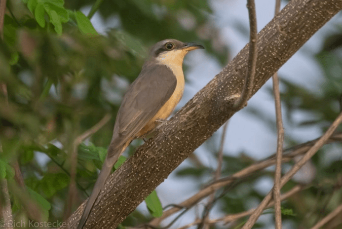 Mangrove Cuckoo by Richard Kostecke - Organikos