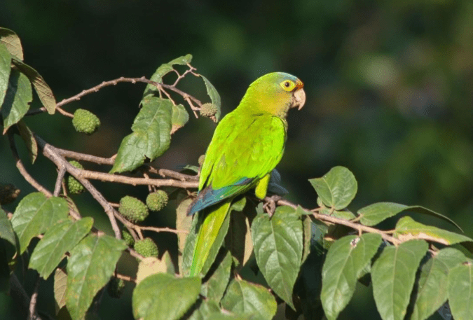 Orange-fronted Parakeet by Richard Kostecke - Organikos