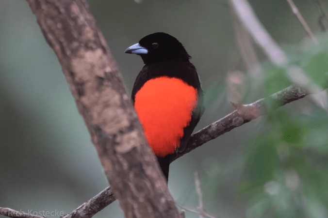Scarlet-rumped Tanager by Richard Kostecke - Organikos
