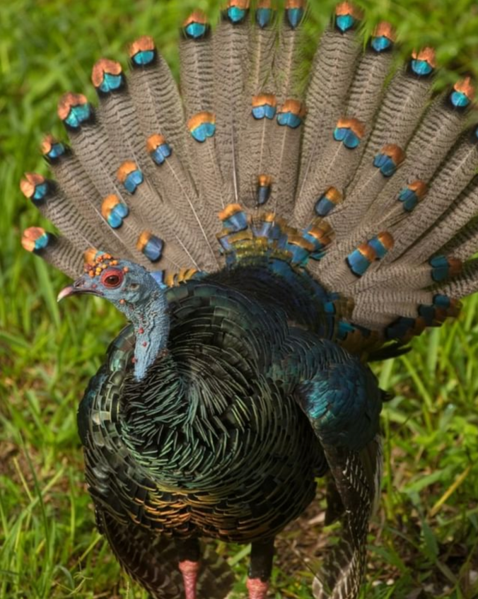 Ocellated Turkey by Richard Kostecke - Organikos