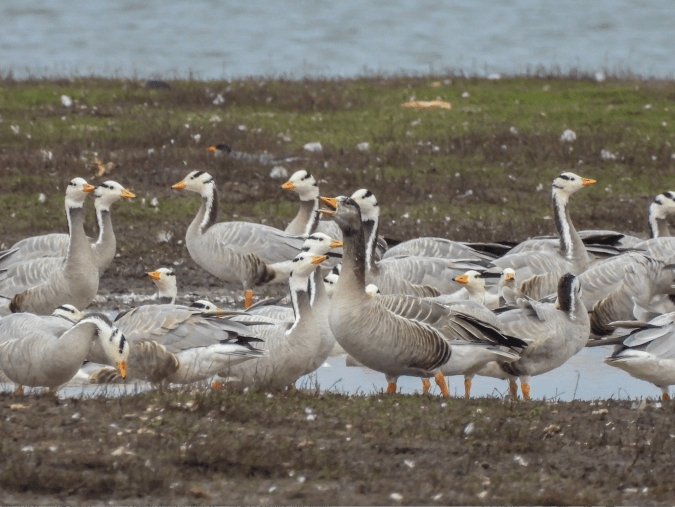 Bar-headed x Greater White-fronted Goose (Hybrid) by Ramesh Desai - Organikos