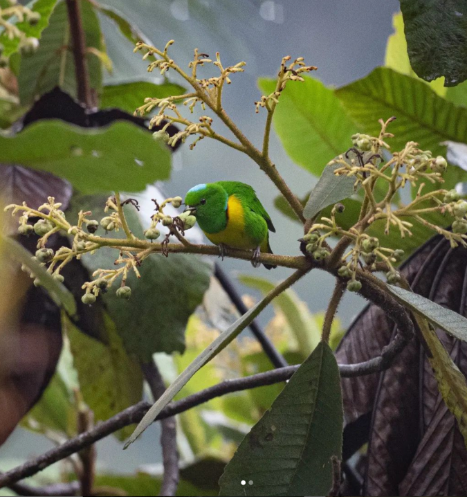 Blue-crowned Chlorophonia by Daniel Aldana - Organikos