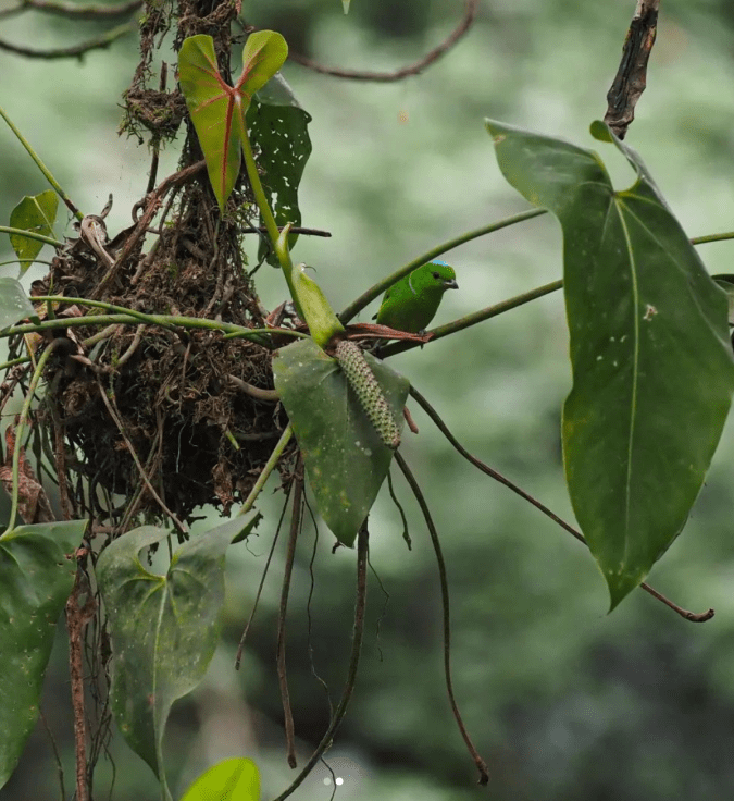 Blue-crowned Chlorophonia by Daniel Aldana - Organikos