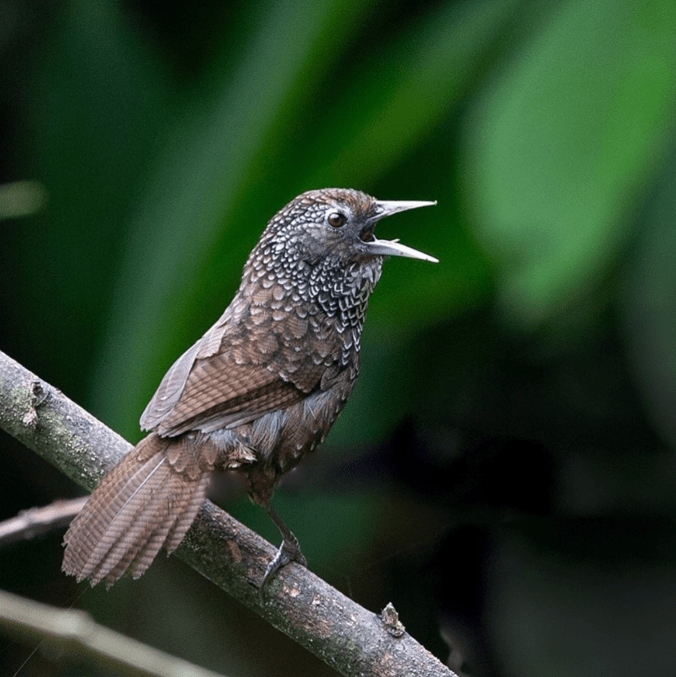 Cachar Wedge-billed Babbler Gururaj Moorching - Organikos