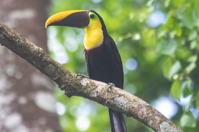 Yellow-throated Toucan by Richard Kostecke - Organikos