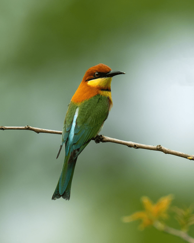 Chestnut headed Bee-eater by Sudhir Shivaram - Organikos