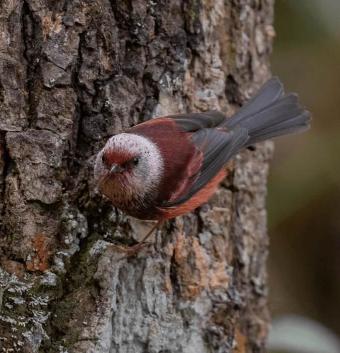 Pink-headed Warbler by Daniel Aldana - Organikos