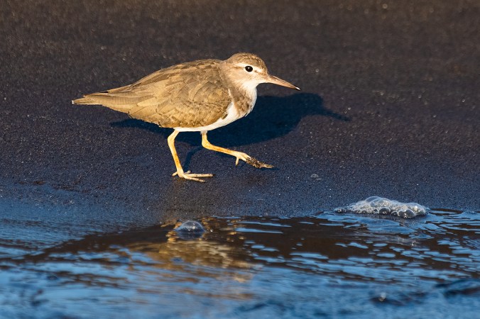 Spotted Sandpiper by Leander Khil - Organikos