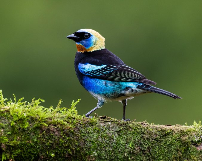 Golden-hooded Tanager by Leander Khil - Organikos