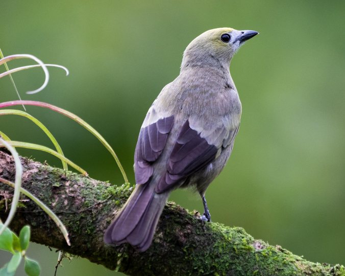 Palm Tanager by Leander Khil - Organikos