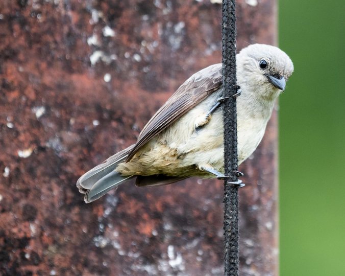 Plain-colored Tanager by Leander Khil - Organikos