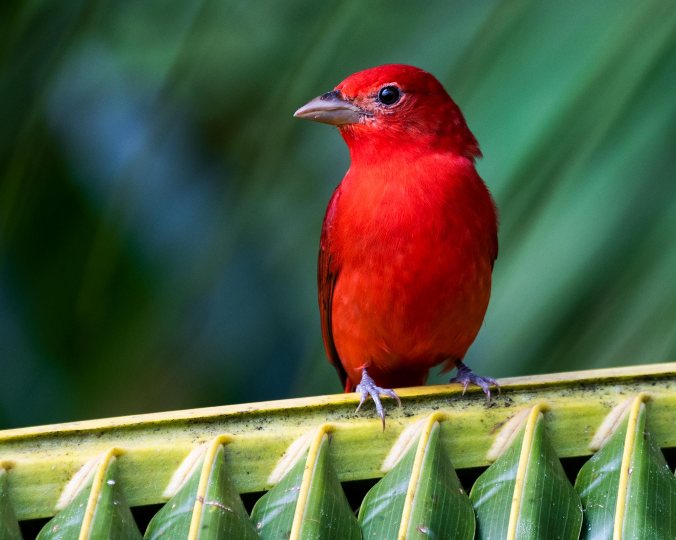 Summer Tanager by Leander Khil - Organikos