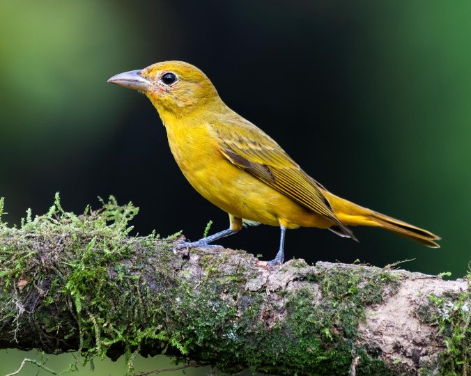Western Tanager by Leander Khil - Organikos