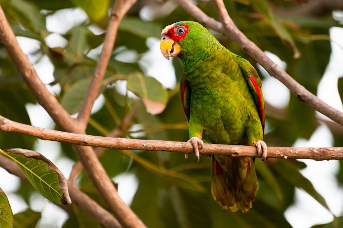 White-fronted Parrot by Leander Khil - Organikos