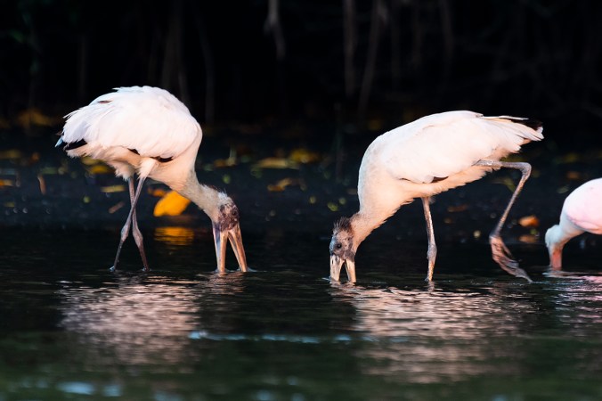 Wood Stork by Leander Khil - Organikos