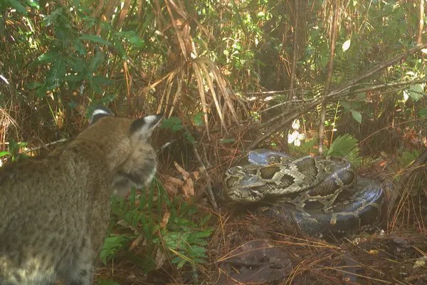 Traps For Python Pythons, Bobcats & Camera Traps | Organikos