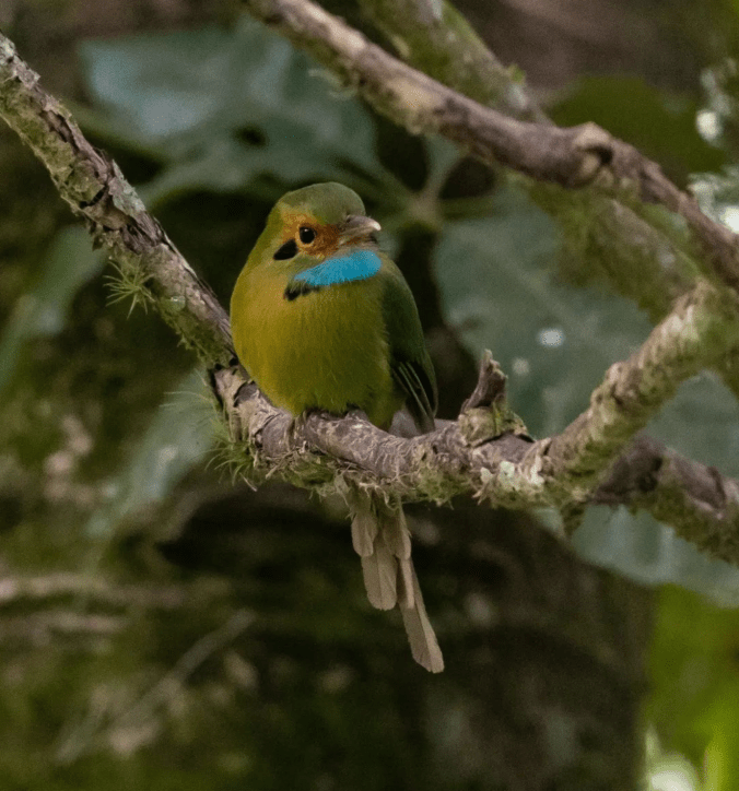 Blue-throated Motmot by Daniel Aldana - Organikos