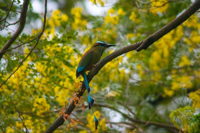 Turquoise-browed Motmot by Richard Kostecke - Organikos