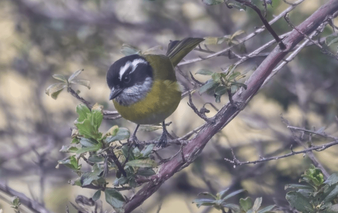 Sooty-capped Chlorospingus by Richard Kostecke - Organikos
