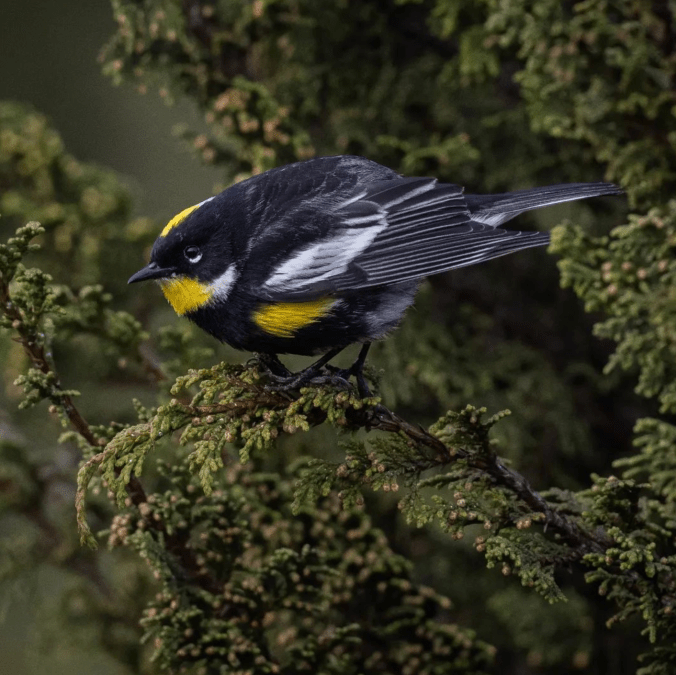 Goldman's Warbler by Daniel Aldana - Organikos