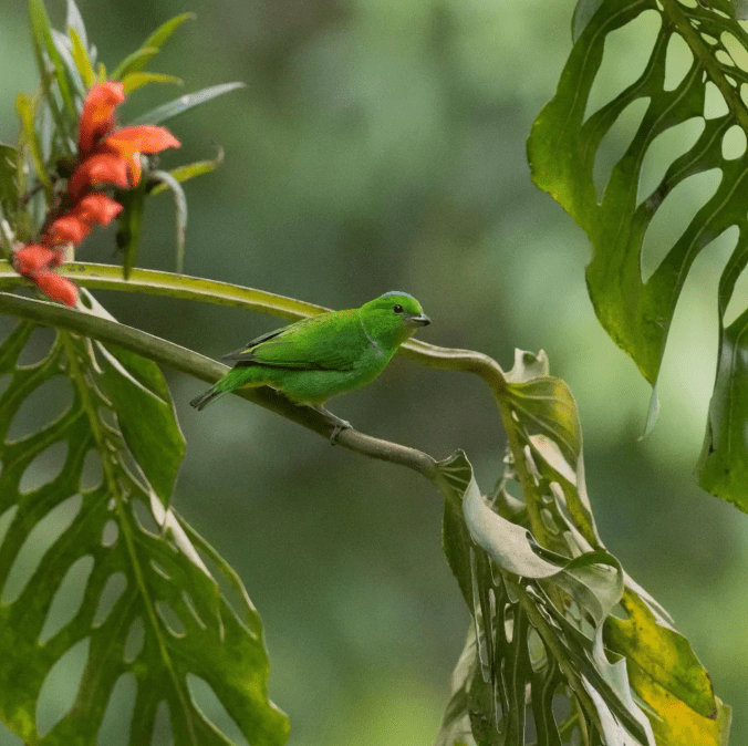 Blue-crowned Chlorophonia by Daniel Aldana - Organikos