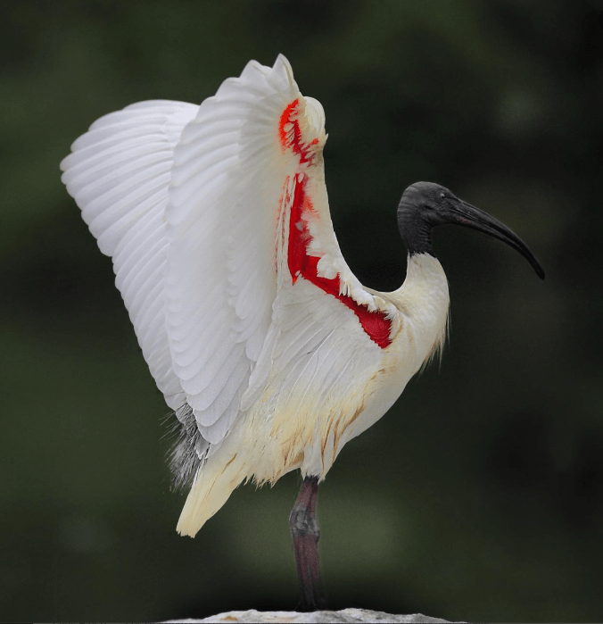 Black-headed Ibis by Gururaj Moorching - Organikos