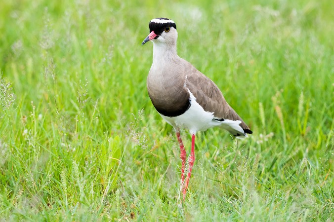 Crowned-Lapwing by Leander Khil - Organikos