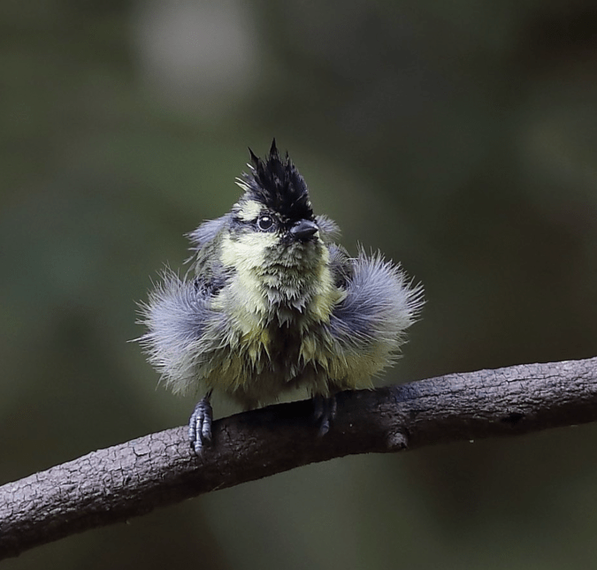 Indian Black-lored Tit by Gururaj Moorching - Organikos