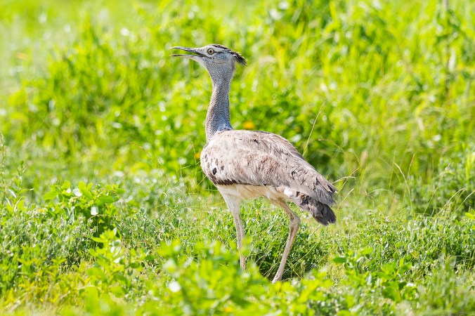 Kori Bustard by Leander Khil - Organikos