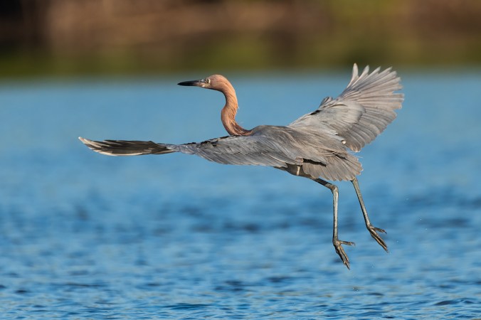 Reddish Egret by Leander Khil - Organikos