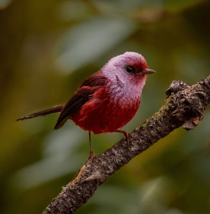 Pink-headed Warbler by Daniel Aldana - Organikos