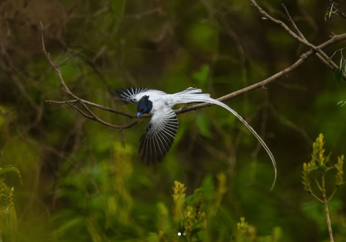 Paradise Flycatcher by Sudhir Shivaram - Organikos