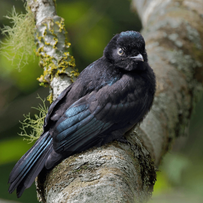 Lesser Racket-tailed Drongo by Gururaj Moorching - Organikos