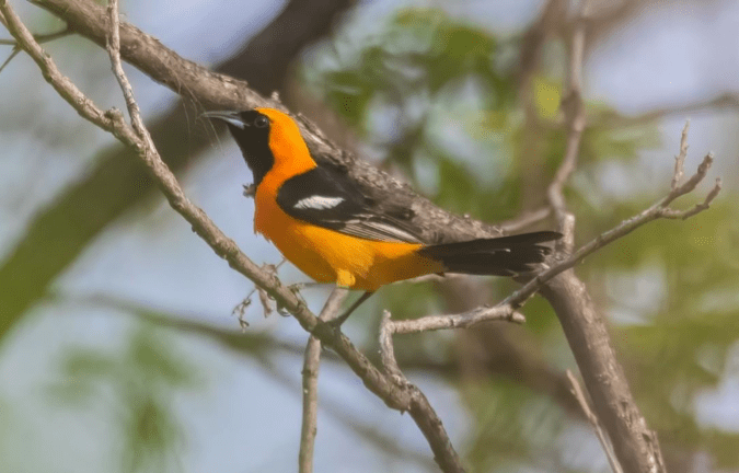 Hooded Oriole by Richard Kostecke - Organikos