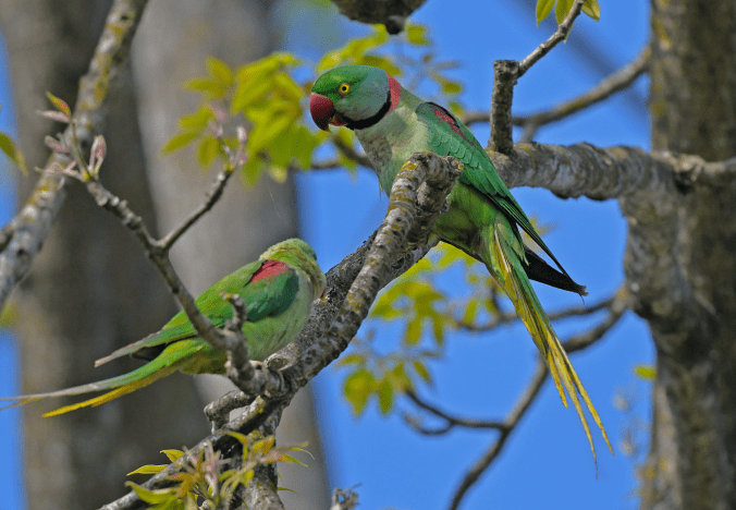 Alexandrine Parakeets by Puneet Dhar - Organikos