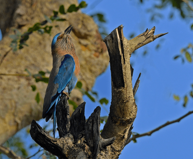 Indian Roller by Puneet Dhar - Organikos