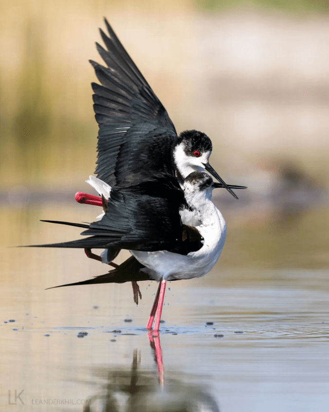 Black-winged Stilt by Leander Khil - Organikos