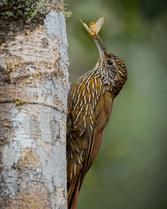 Montane Woodcreeper by Daniel Aldana - Organikos