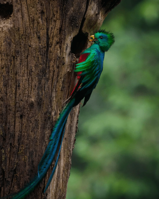 Resplendent Quetzal by Daniel Aldana - Organikos