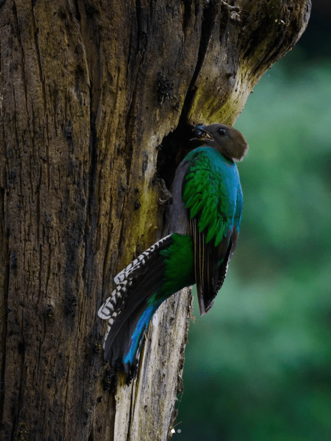 Resplendent Quetzal by Daniel Aldana - Organikos