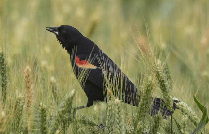 Red-winged Blackbird by Richard Kostecke - Organikos