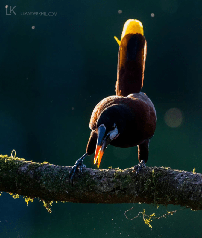 Montezuma Oropendola by Leander Khil - Organikos