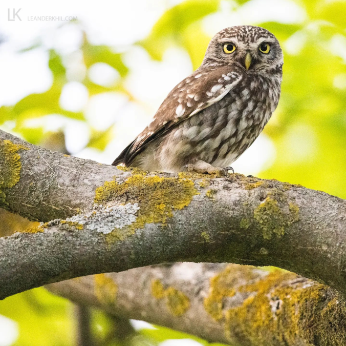 Little Owl by Leander Khil - Organikos