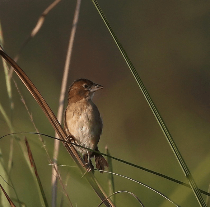 Finn’s Weaver by Gururaj Moorching - Organikos
